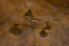 Water Striders